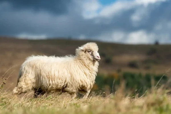 Sheep full of wool graving grass