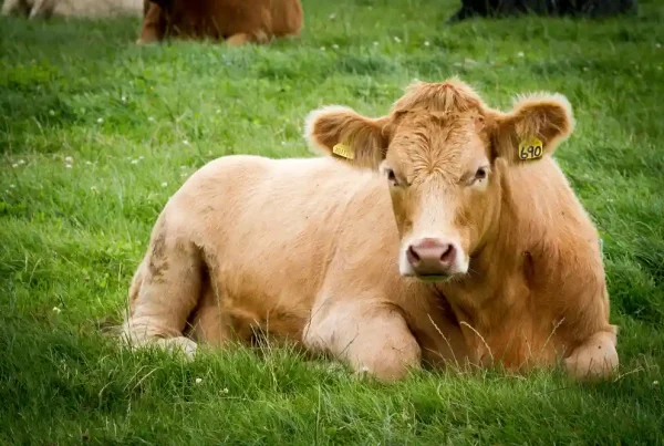 Brown Calf Eating Grass